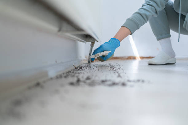 Best Local Pest Control Services  in Roscoe, TX